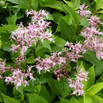 Eupatorium 'Mask'