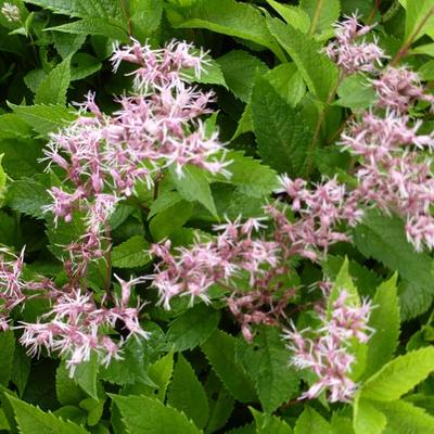 Eupatorium 'Mask'