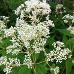 Eupatorium maculatum 'Album' - 