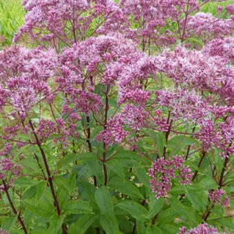 Eupatorium maculatum 'Atropurpureum'