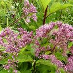 Eupatorium maculatum 'Phantom' - 