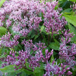 Eupatorium maculatum 'Purple Bush'