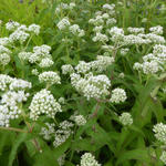 Eupatorium perfoliatum - Durchwachsener Wasserdost