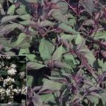 Eupatorium rugosum 'Chocolate' - 