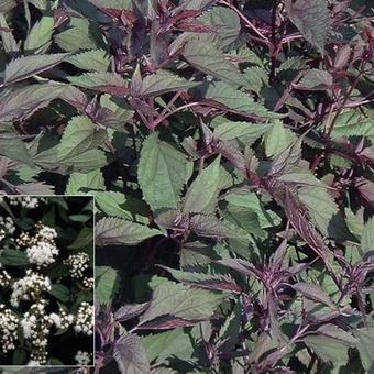 Eupatorium rugosum 'Chocolate'