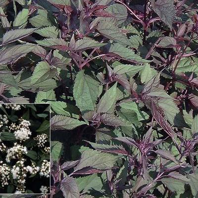 Eupatorium rugosum 'Chocolate' - 