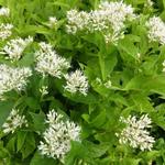 Eupatorium maculatum ‘Snowball’ - Eupatorium maculatum ‘Snowball’