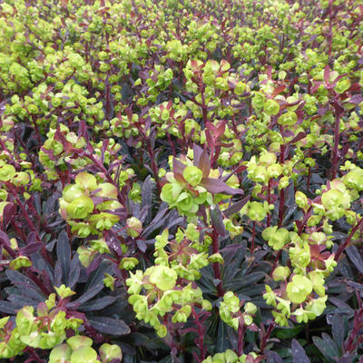 Euphorbia amygdaloides 'Purpurea' - 