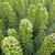 Euphorbia characias 'Black Pearl'