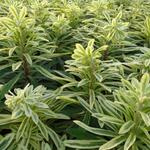 Euphorbia characias subsp. characias 'Burrow Silver' - 