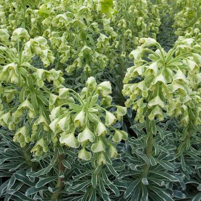 Euphorbia characias 'Glacier Blue' - Euphorbia characias 'Glacier Blue'