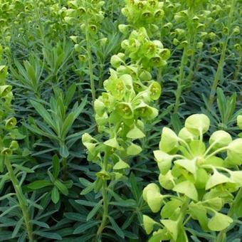 Euphorbia characias subsp. characias 'Humpty Dumpty'