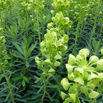 Euphorbia characias subsp. characias 'Humpty Dumpty' - Euphorbia characias subsp. characias 'Humpty Dumpty'