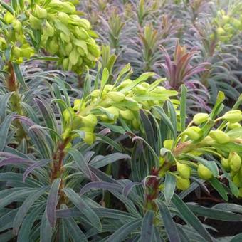 Euphorbia characias 'Purple and Gold'