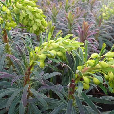 Euphorbia characias 'Purple and Gold'