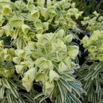 Euphorbia characias 'Tasmanian Tiger' - 