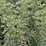 Euphorbia characias 'Silver Swan' - 