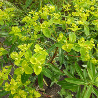 Euphorbia cornigera 'Goldener Turm'