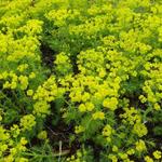 Euphorbe petit-cyprès - Euphorbia cyparissias