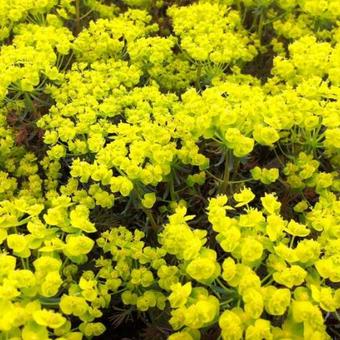 Euphorbia cyparissias   'Clarice Howard'