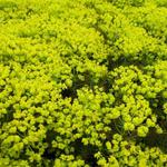 Euphorbia cyparissias 'Fens Ruby'