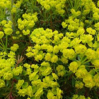 Euphorbia cyparissias 'Orange Man'