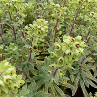 Euphorbia x martinii 'Ascot Rainbow'