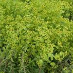 Euphorbia 'Copton Ash' - Euphorbia 'Copton Ash'