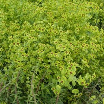 Euphorbia 'Copton Ash'