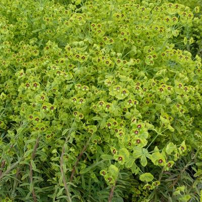 Euphorbia 'Copton Ash' - Euphorbia 'Copton Ash'