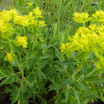 Euphorbe des marais - Euphorbia palustris