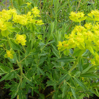 Euphorbia palustris