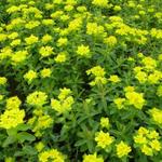 Euphorbia polychroma - Vielfarbige Wolfsmilch - Euphorbia polychroma