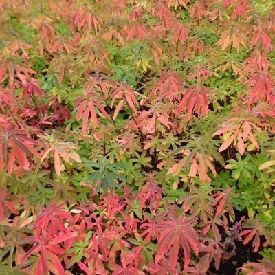 Euphorbia epithymoides 'Purpurea'