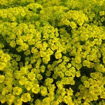 Euphorbia waldsteinii 'Betten'