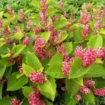 Fallopia japonica var.compacta - 