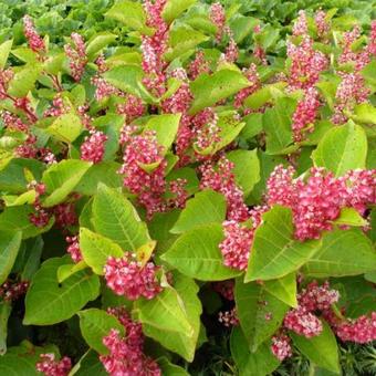 Fallopia japonica var.compacta