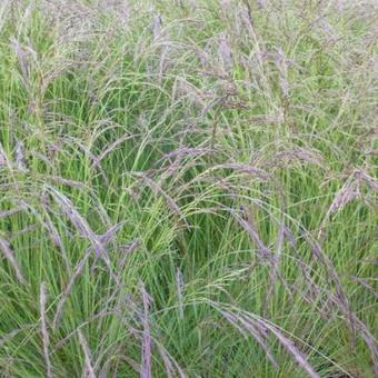 Festuca amethystina