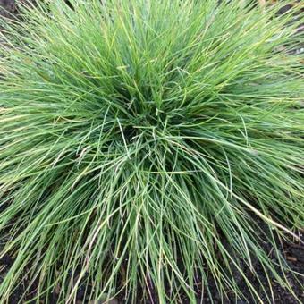 Festuca filiformis