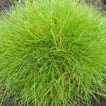 Festuca gautieri - 