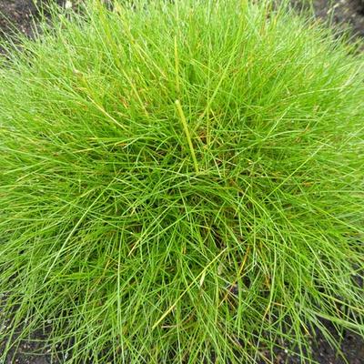 Festuca gautieri - 