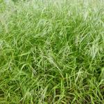 Festuca gigantea - 