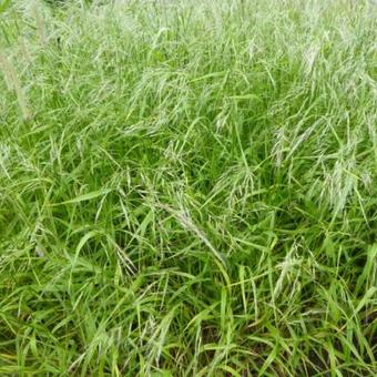 Festuca gigantea