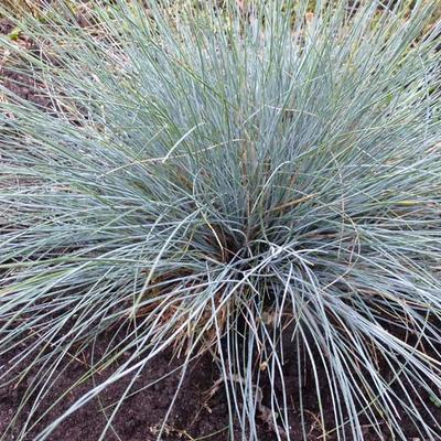 Festuca glauca - Blau-Schwingel