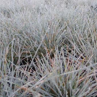 Festuca glauca 'Azurit'