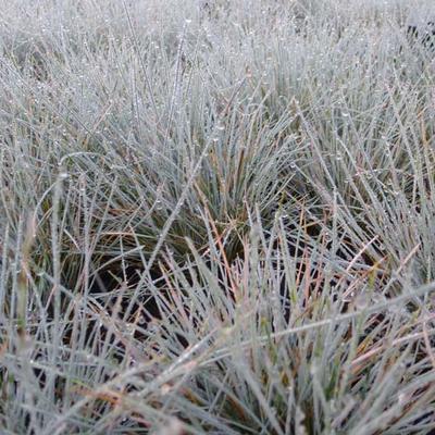 Festuca glauca 'Azurit' - 