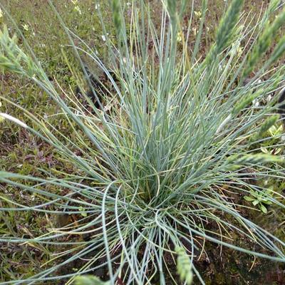 Festuca glauca 'Eisvogel' - 