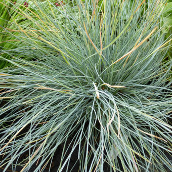 Festuca glauca 'Elijah Blue'