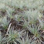 Festuca glauca 'Harz' - 