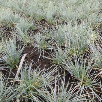 Festuca glauca 'Harz'